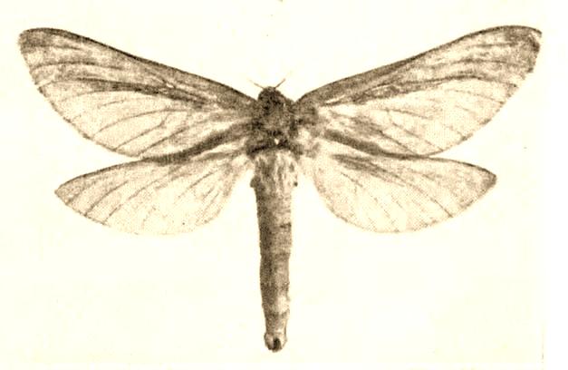 Oxycanus glauerti