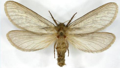 Fraus griseomaculata