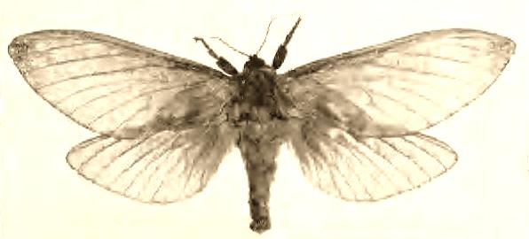 Oxycanus herdus