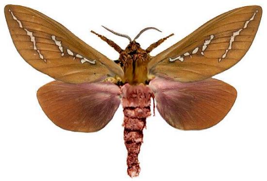 Abantiades hyalinatus