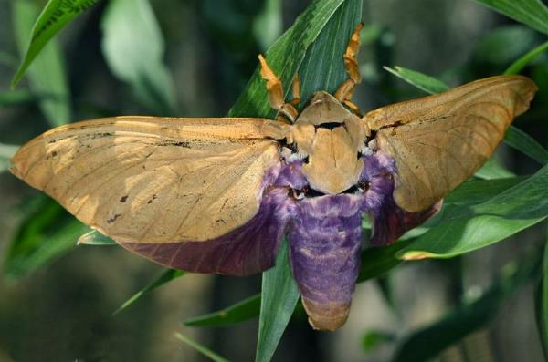 Abantiades hyalinatus
