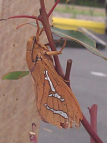 Abantiades hyalinatus