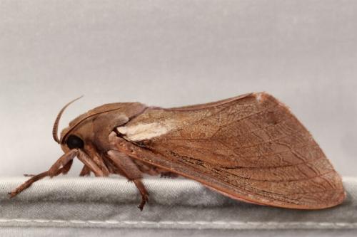 Abantiades latipennis