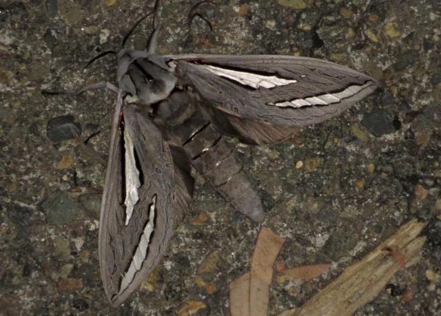 Abantiades magnificus