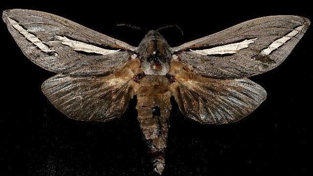 Abantiades magnificus