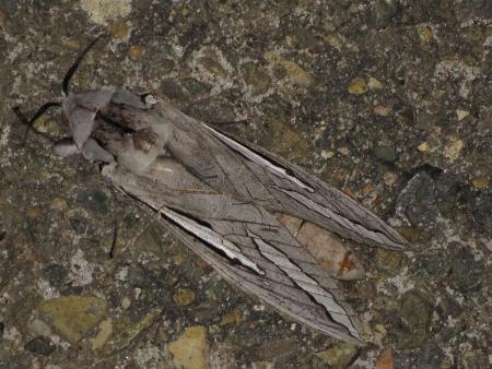 Abantiades magnificus