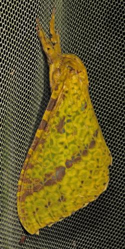 Aenetus mirabilis