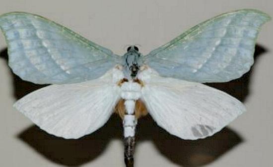 Aenetus mirabilis