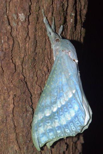 Aenetus mirabilis