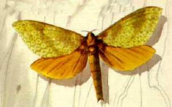 Aenetus mirabilis