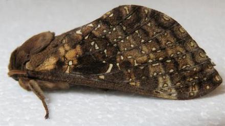 Oxycanus naias