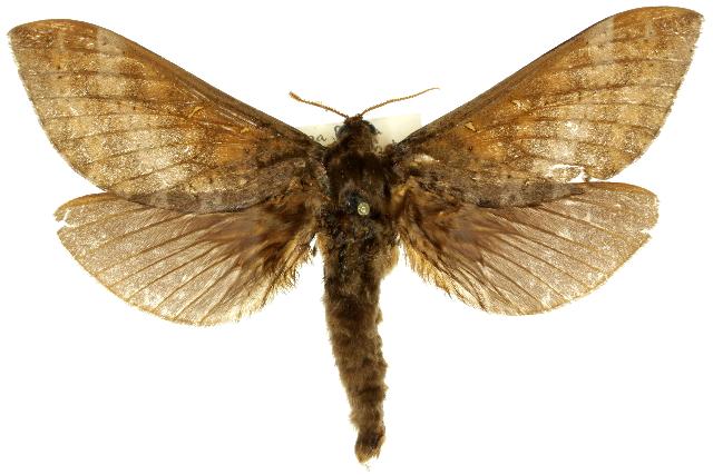 Oxycanus naias