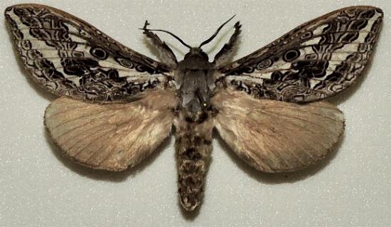 Abantiades ocellatus