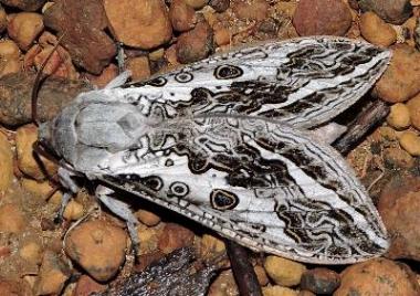 Abantiades ocellatus