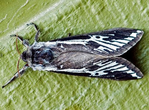 Abantiades penneshawensis