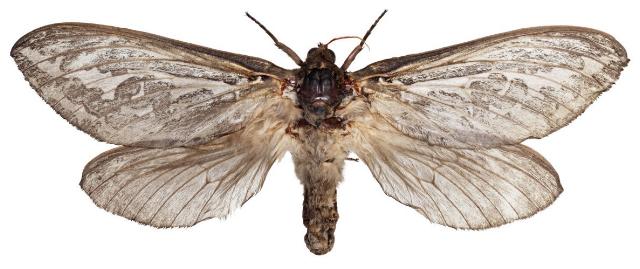 Abantiades penneshawensis