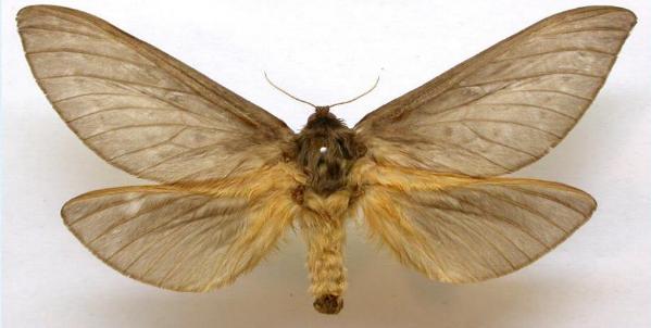 Oxycanus silvanus