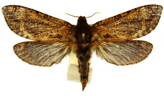 Oxycanus sphragidias