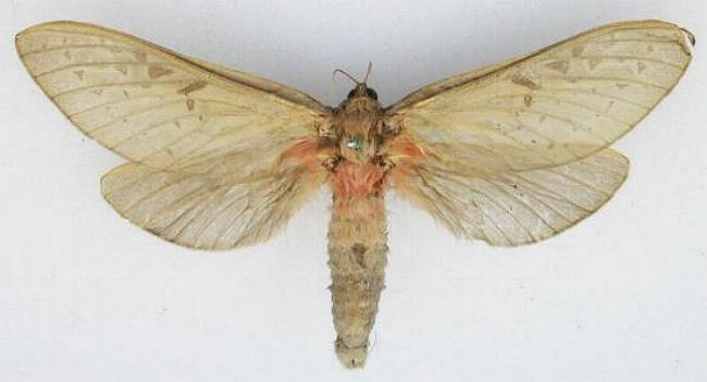 Oxycanus stellans