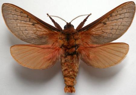 Oxycanus stellans