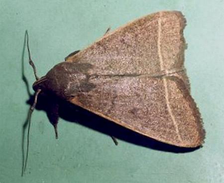 Simplicia caeneusalis