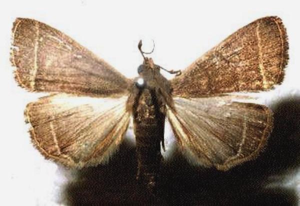 Simplicia caeneusalis