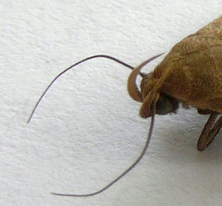 Simplicia caeneusalis