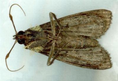 Nodaria cornicalis