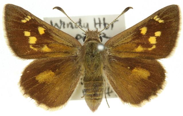 Trapezites atkinsi