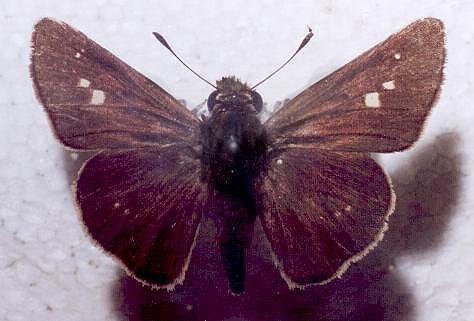 Parnara bada