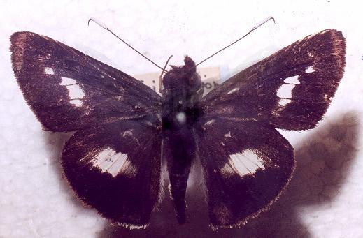 Sabera caesina