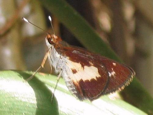 Sabera caesina