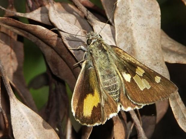 Trapezites eliena