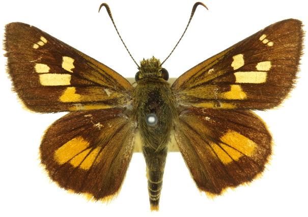 Trapezites eliena
