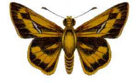 Telicota eurychlora