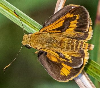 Telicota eurychlora