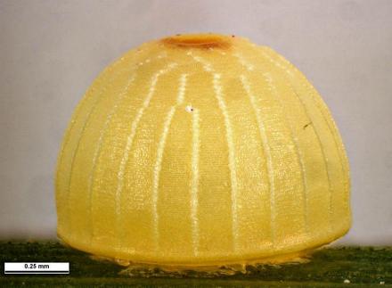 Mesodina halyzia