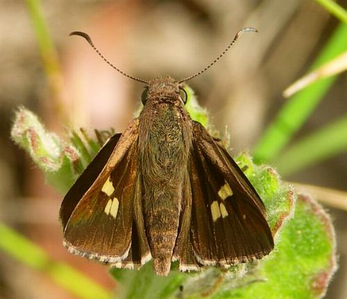 Mesodina halyzia