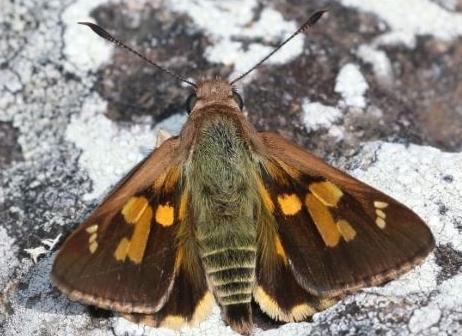 Trapezites iacchoides