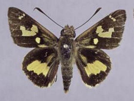 Trapezites iacchoides