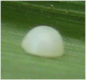 Taractrocera ina