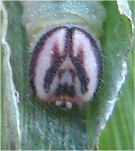 Taractrocera ina