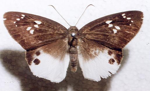 Tagiades japetus