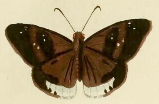 Tagiades japetus