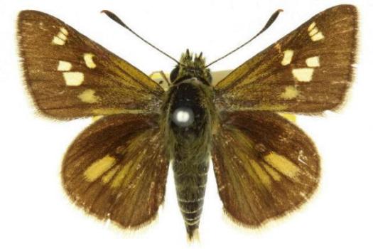 Trapezites luteus