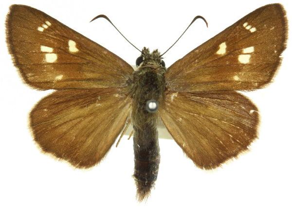 Hesperilla malindeva