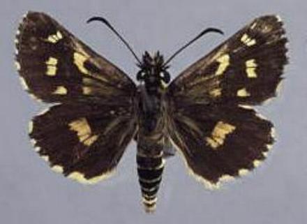Hesperilla munionga