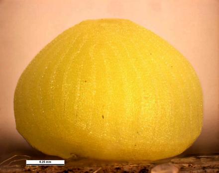 Hesperilla ornata