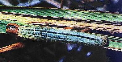 Hesperilla ornata