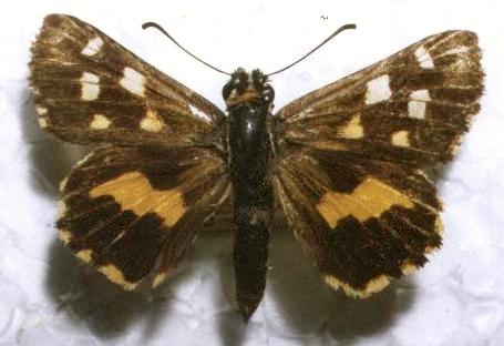 Hesperilla ornata